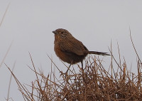 Santa Teresa Road - Tyre in a Pole site